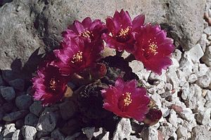 Sulcorebutia rauschii.jpg