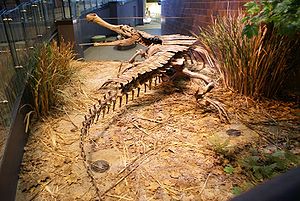 Replikat eines Sarcosuchus imperator Skelett
