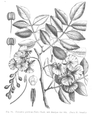 Swartzia myrtifolia, Illustration von Taubert