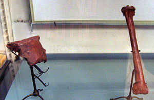 Schädelfragment und Schienbein von Sylviornis neocaledoniae