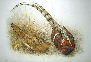 „Paar des Burmafasans“ aus The Game Birds of India, Burmah and Ceylon von Charles Henry Marshall und Allan Octavian Hume (1880)