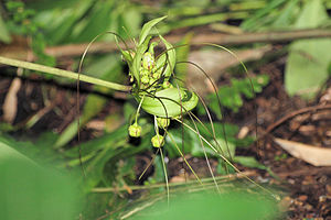 Blüte einer Madagaskar-Fledermausblume