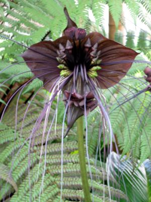 Fledermausblume (Tacca chantrieri), Blütenstand.