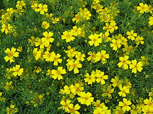 Tagetes tenuifolia yellow.jpg