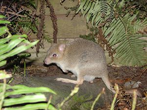 Bettongia gaimardi ♀