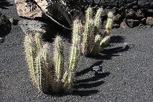 Teguise Guatiza - Jardin - Corryocactus brevistylus 01 ies.jpg