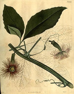 Talerkürbis (Telfairia pedata), weibliche Pflanze