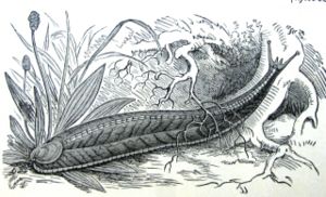 Graugelbe Rucksackschnecke (Testacella haliotidea Draparnaud, 1801)