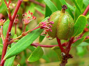 Tetracoccus dioicus, männliche Blüten und Frucht