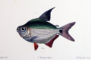 Tetragonopterus sp.