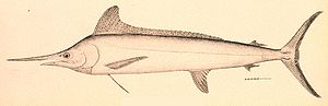 Tetrapturus albidus.jpg