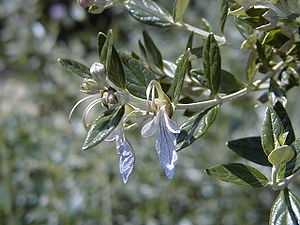 Teucrium fruticans RJB.jpg