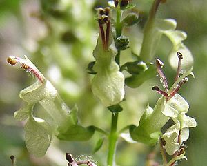 Blüten des Salbei-Gamanders (Teucrium scorodonia)