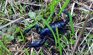 Schwarzer Laos-Skorpion