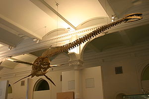 Rekonstruiertes Skelett von Thalassomedon hanigtoni im American Museum of Natural History