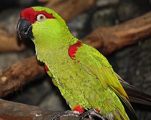 Thick-billed Parrot 054.jpg