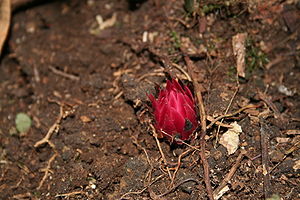 Thonningia sanguinea am Kamerunberg, Kamerun