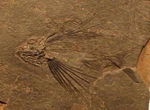 Fossil von Thoracopterus magnificus, der möglicherweise zum Gleitflug fähig war.