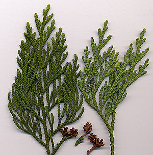 Japanischer Lebensbaum (Thuja standishii)