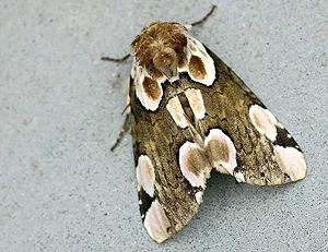 Roseneule (Thyatira batis)