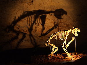 Skelett eines Beutellöwen