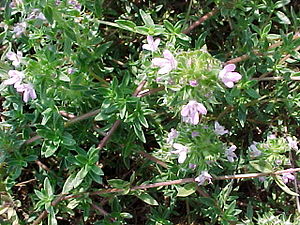 Thymus herba-barona.jpg