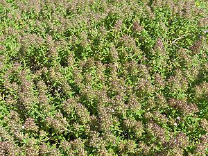 Thymus praecox.JPG