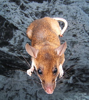 Rote Rajah-Ratte (Maxomys surifer)