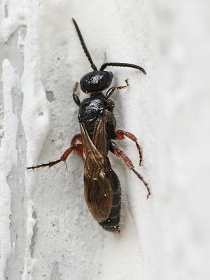 Tiphia femorata, etwa 10 mm