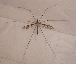 Tipula maxima-20080710-02.jpg