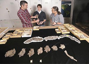 Die fossilen Überreste von Titanoboa.
