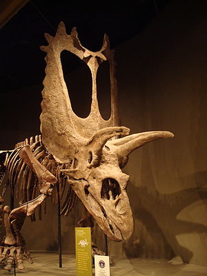Skelettrekonstruktion von Titanoceratops. Das Skelett wurde ursprünglich der Gattung Pentaceratops zugeordnet.