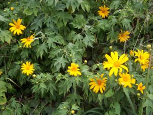 Mexikanische Sonnenblume (Tithonia diversifolia)