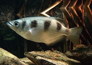 Schützenfisch (Toxotes jaculatrix)