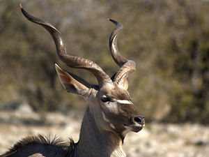 Großer Kudu-Bock