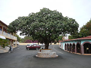 Okwabaum (Treculia africana)