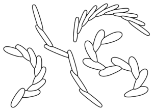 Verschiedene Formen des Spurenfossils