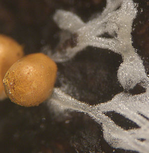 Trichia varia - weiß: Plasmodium, gelb: Fruchtkörper (an der Spitze das Capillitium freigebend)