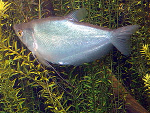 Mondscheinfadenfisch (Trichogaster microlepis), Weibchen