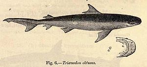 Schweinsaugenhai (Carcharhinus amboinensis), Zeichnung von Sir Francis Day, 1889