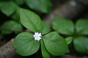 Trientalis latifolia.jpg