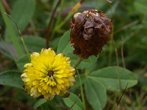 Braun-Klee (Trifolium badium) – Typusart der Sektion