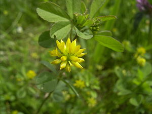 Faden-Klee (Trifolium dubium)