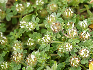 Trifolium cherleri (habitus).jpg