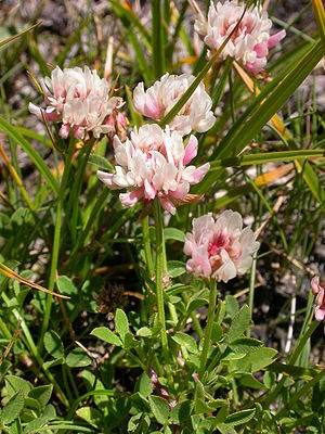 Trifolium pallescens3.JPG