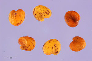 Trifolium polymorphum seeds.jpg