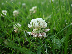 Weiß-Klee (Trifolium repens) – Typusart der Sektion