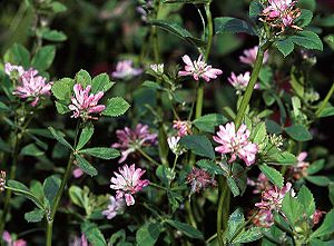 Persischer Klee (Trifolium resupinatum)