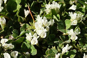 Trifolium uniflorum (flowers).jpg