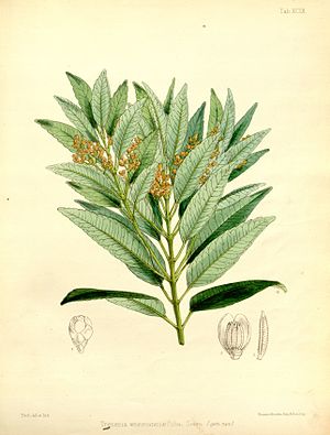 Trimenia weinmanniaefolia